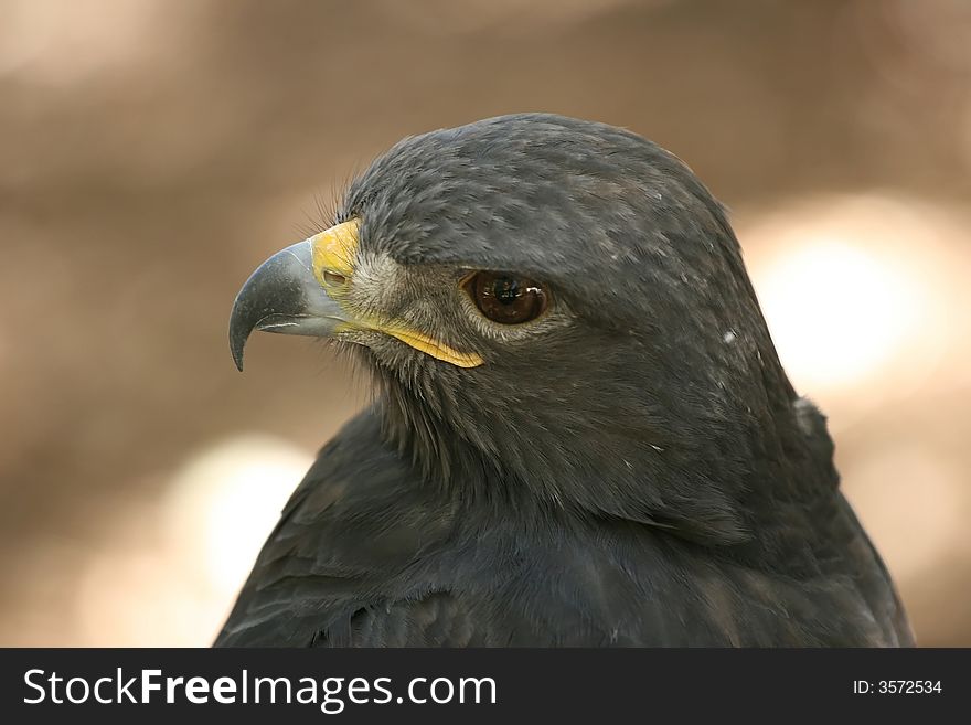 Photo taken at the World Bird Sanctuary near St. Louis, Mo. Photo taken at the World Bird Sanctuary near St. Louis, Mo.