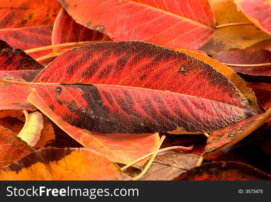 The heap of autumn leaves is photographed close up. The heap of autumn leaves is photographed close up