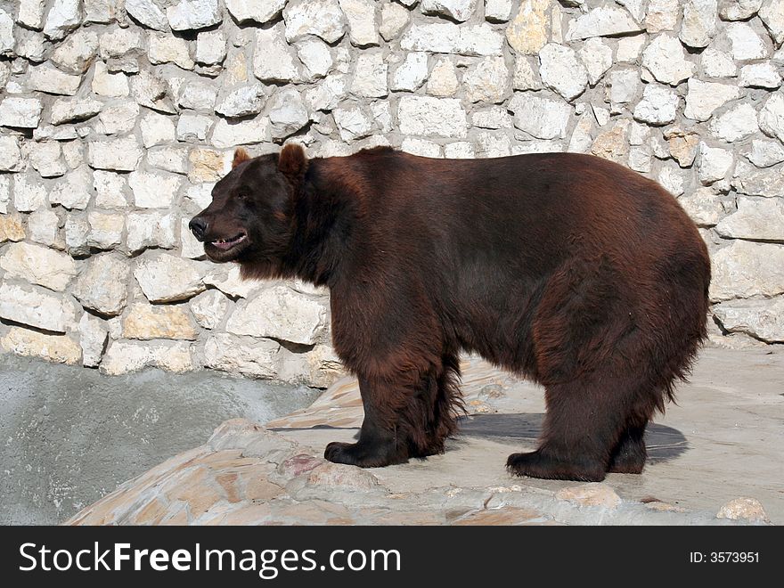The brown bear from Moscow zoo