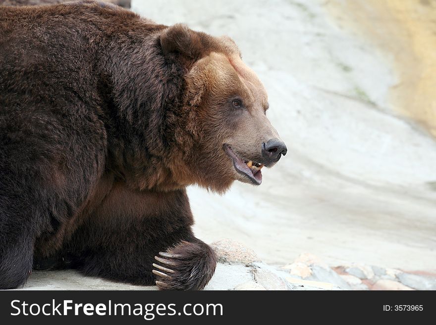 The brown bear from Moscow zoo