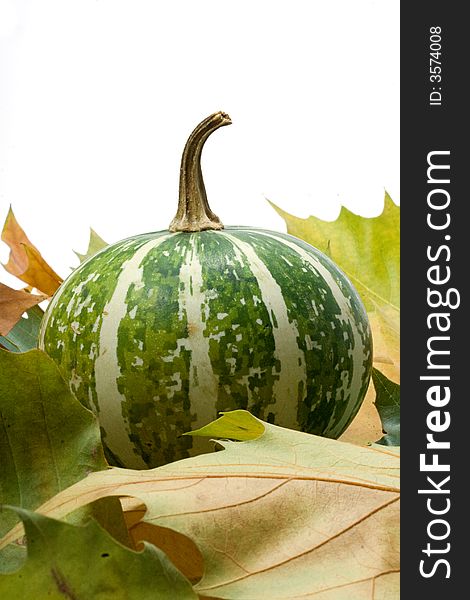 Pumpkin isolated closeup with reflection. Pumpkin isolated closeup with reflection