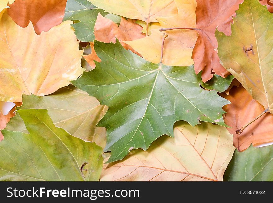 Leaves in autumn colors closeup