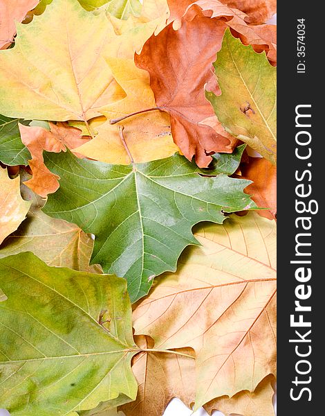 Leaves in autumn colors closeup