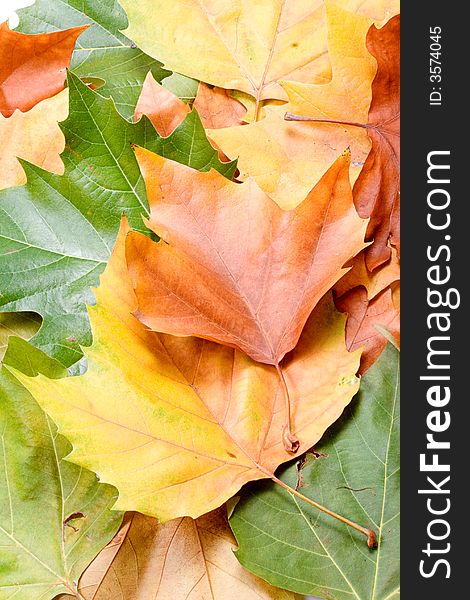 Leaves in autumn colors closeup