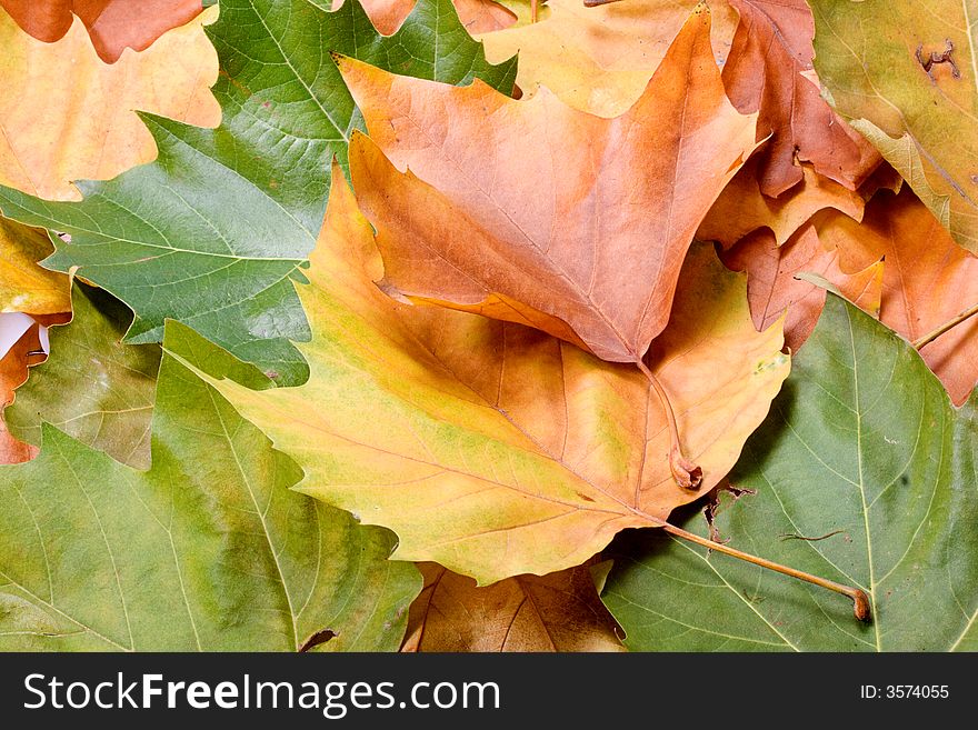 Leaves in autumn colors closeup