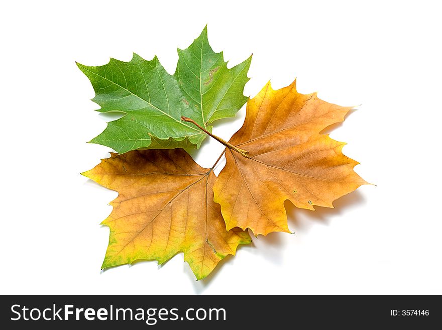 Leaves In Autumn Colors