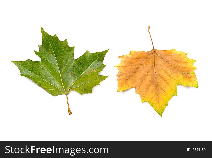Leaves in autumn colors closeup isolated