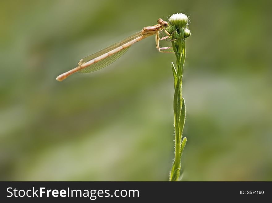 Dragonfly close up on naturel background