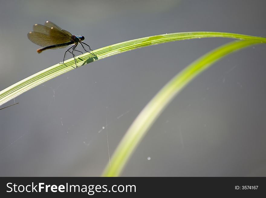 Dragonfly close up on natural background