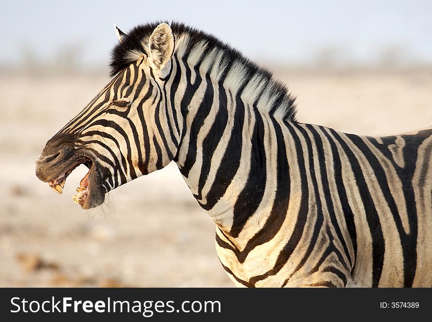 Smile of zebra