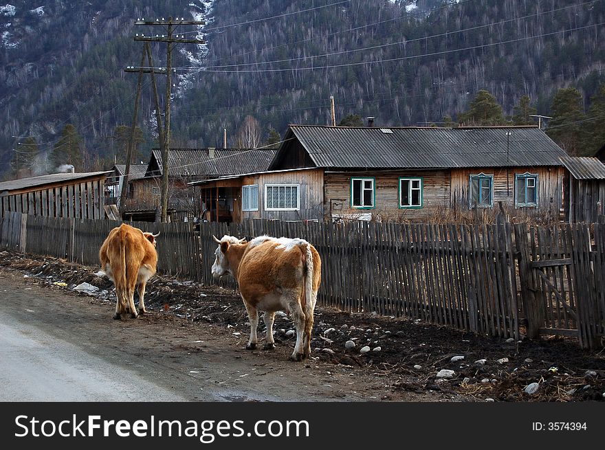 Cows near fence and the house