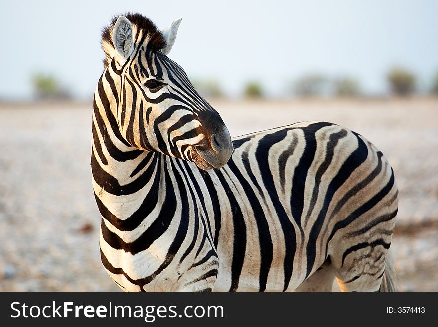 African Zebra