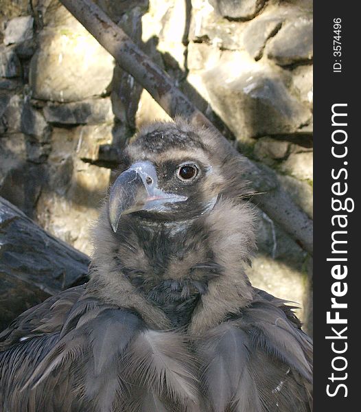 Vulture in Novosibirsk zoo, Russia