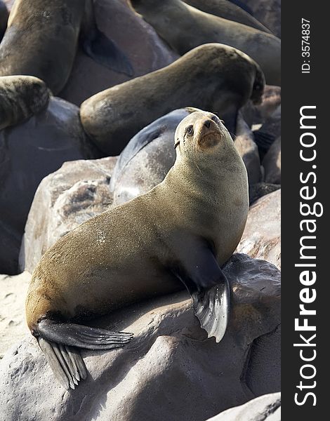 Breeding seals on the beach