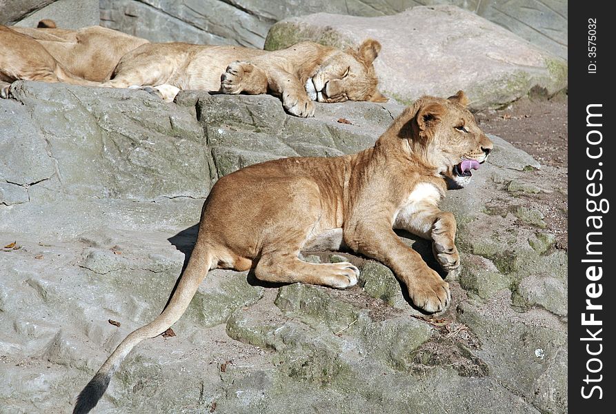 Two relaxing female lions in zoo enclosure. Two relaxing female lions in zoo enclosure