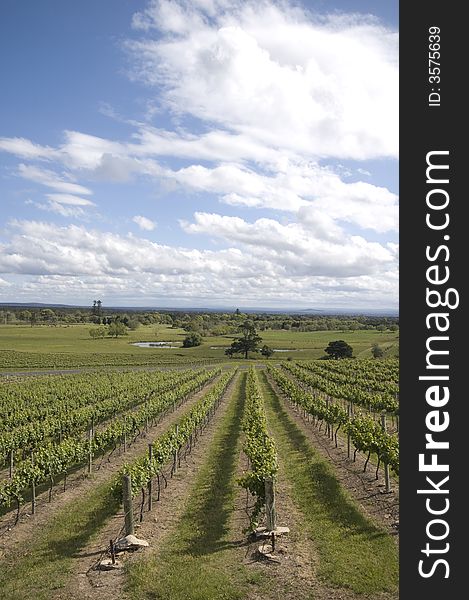 Australian Vineyard against a blue sky background. Australian Vineyard against a blue sky background