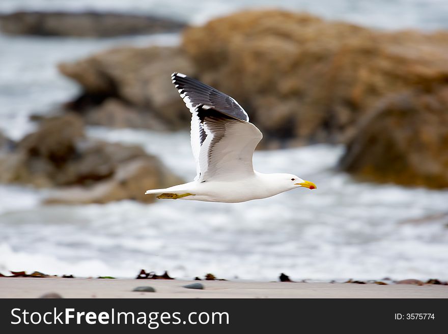 Gull flying at the edge of the beach. Gull flying at the edge of the beach