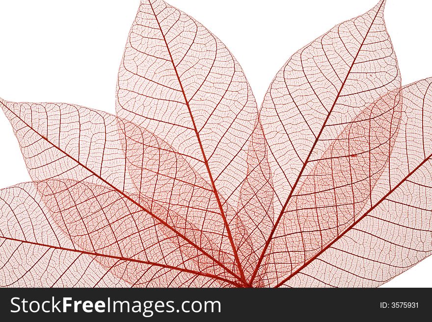 Skeleton Leaves Composition on white background