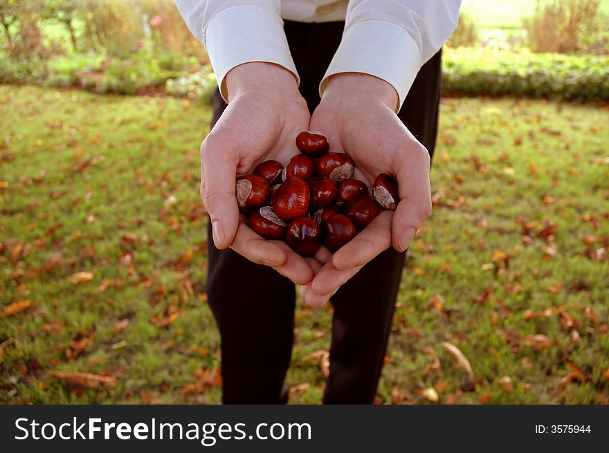 Male hands displaying chestnuts found outside; male face, feet and upper body does not appear in photo. Male hands displaying chestnuts found outside; male face, feet and upper body does not appear in photo.