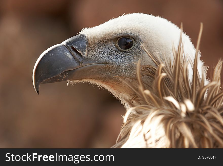 The look of an African vulture. The look of an African vulture
