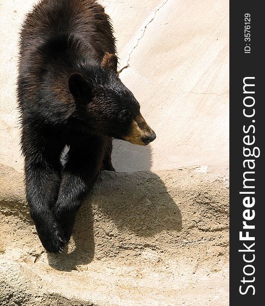 A black bear walking over sand.