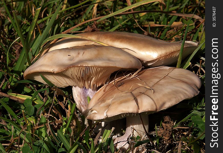 Closeup of multiple mushrooms growing on top of each other. Closeup of multiple mushrooms growing on top of each other.