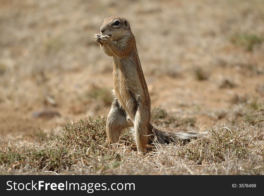 Squirrel (Xerus inauris) South Africa. Squirrel (Xerus inauris) South Africa