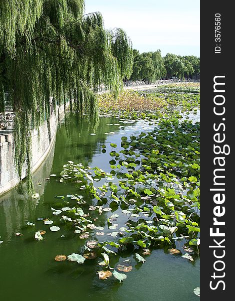 Lake and willows in China park