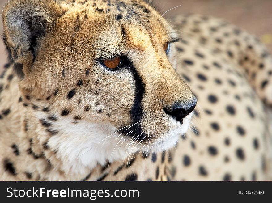 Portrait of an African cheetah. Portrait of an African cheetah