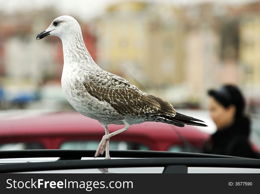 Seagull is resting on the top of the car,travel Europe