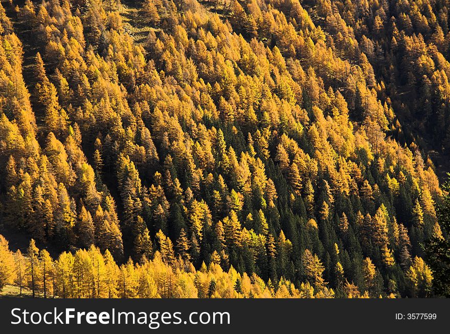 Yellow Forest