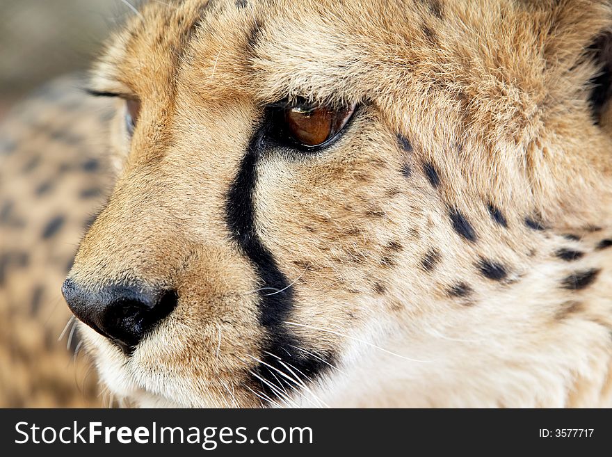 Portrait of an African cheetah. Portrait of an African cheetah