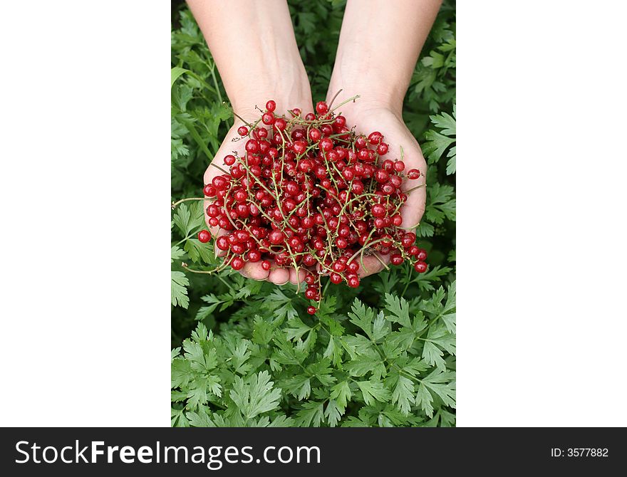 Hands full of red currant berries