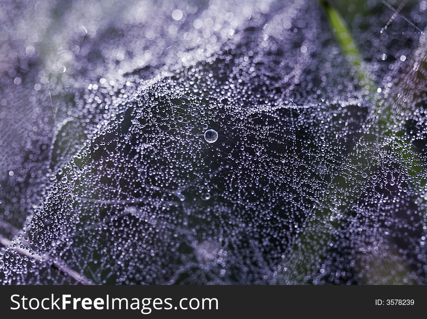 The drops of dew in web. Close-up