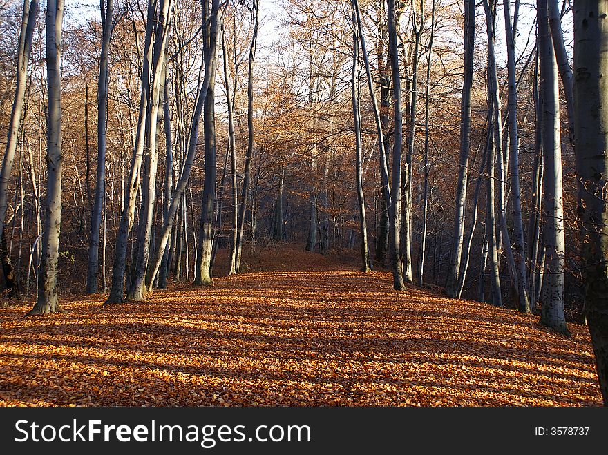 Forest with the fallen foliage pending winters. Forest with the fallen foliage pending winters