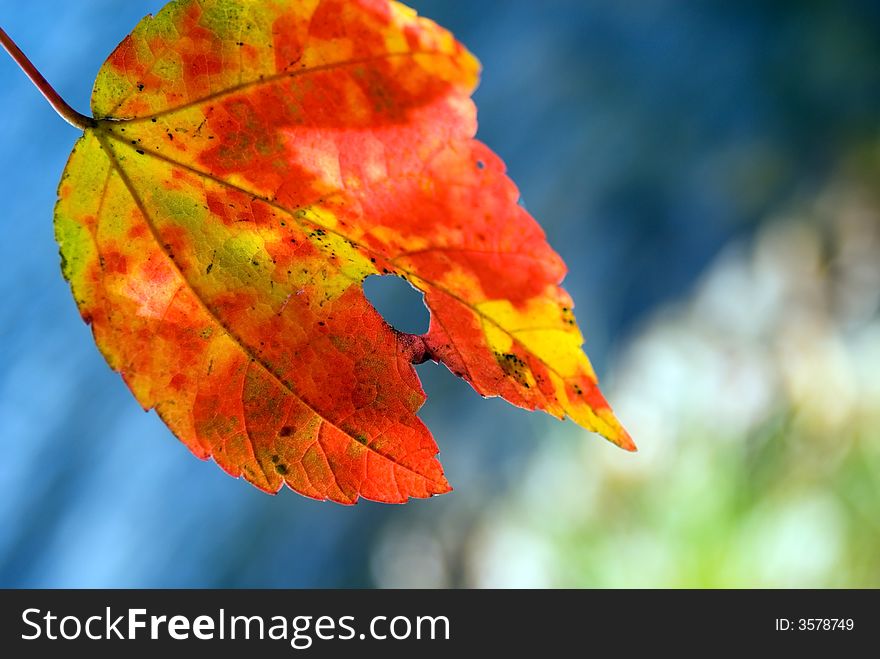 Beautiful autumn leaf in foreground with edge of lake in background. Beautiful autumn leaf in foreground with edge of lake in background.