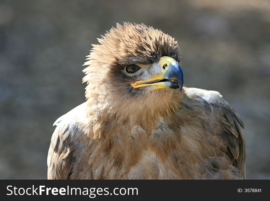 A Tawny Eagle that seems to be having a conversation with me. A Tawny Eagle that seems to be having a conversation with me.