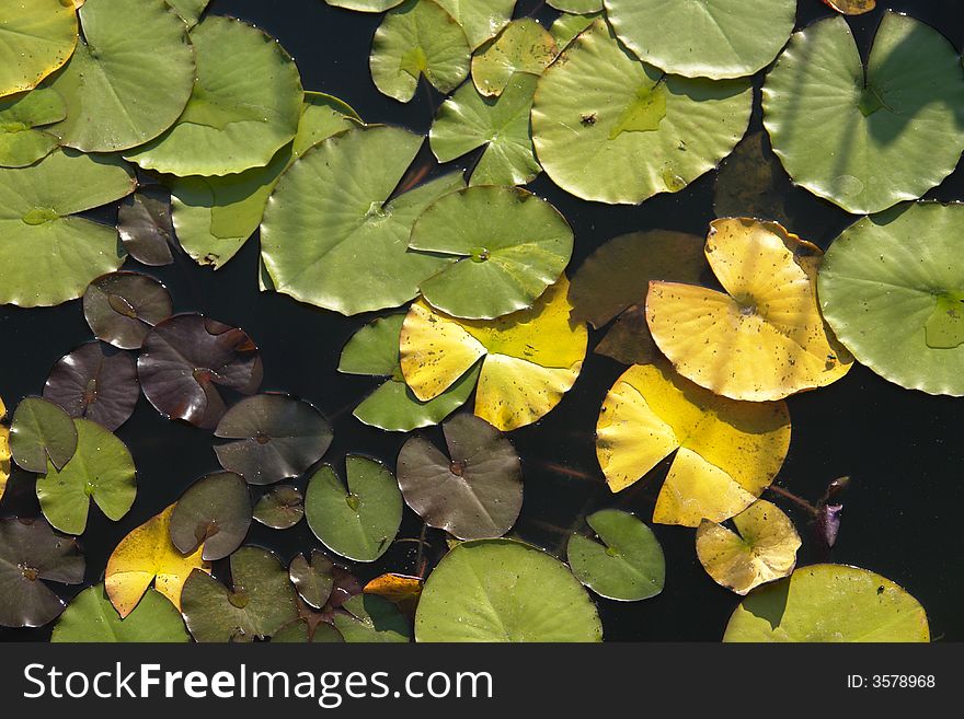 Leaves of water lily on lake