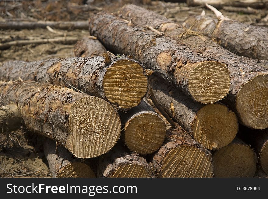 Closeup view of a pile of freshly cut pine logs. Closeup view of a pile of freshly cut pine logs
