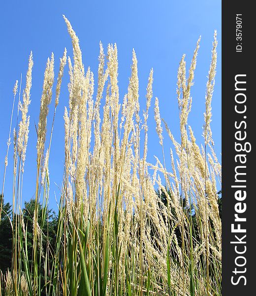 Tall yellow grass lighted by sun