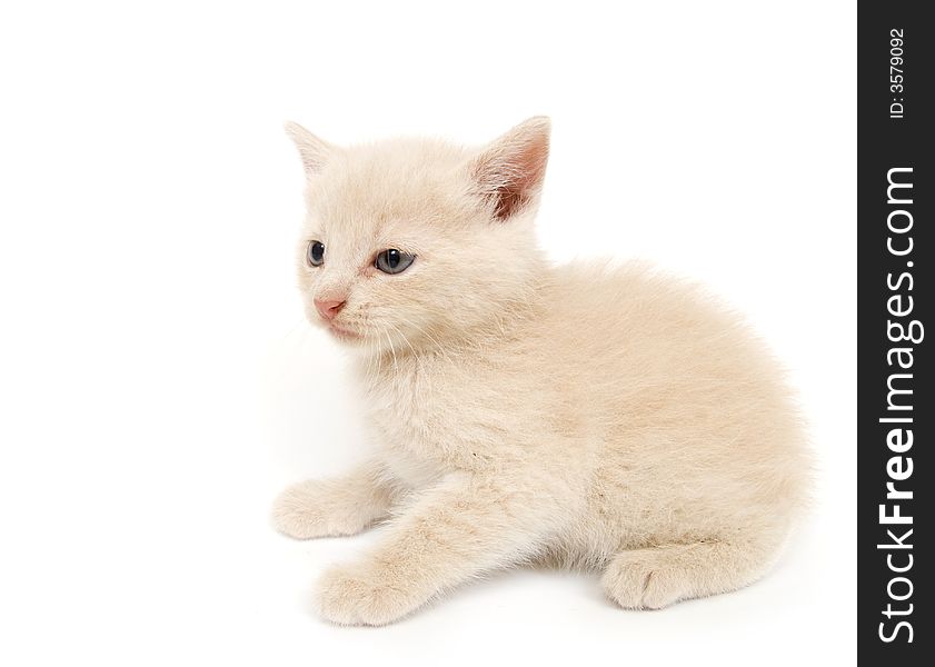 An adorable yellow kitten sits on a white background. An adorable yellow kitten sits on a white background