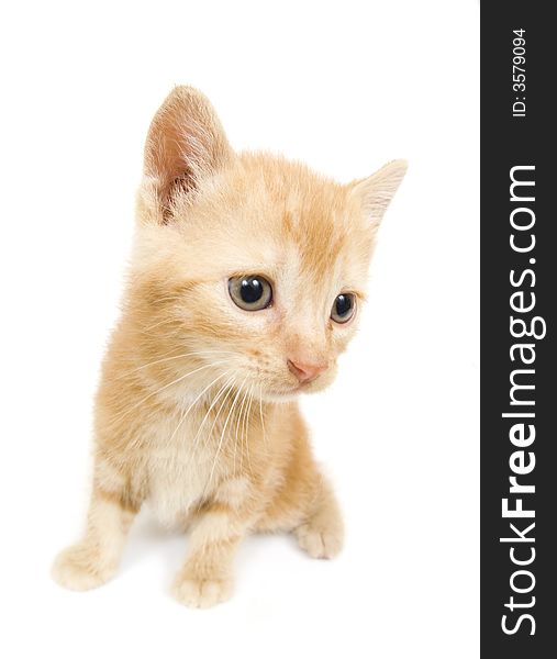 A yellow kitten sitting on a white background. Photo taken with wide angle lens. A yellow kitten sitting on a white background. Photo taken with wide angle lens.