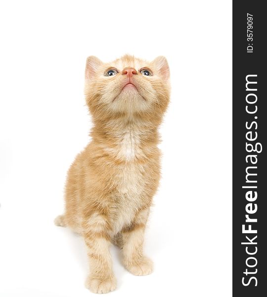 A yellow kitten sitting on a white background. Photo taken with wide angle lens. A yellow kitten sitting on a white background. Photo taken with wide angle lens.