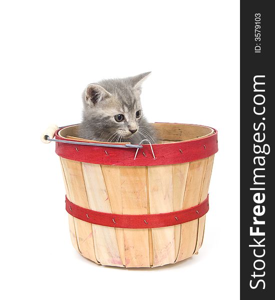Gray kitten in apple basket