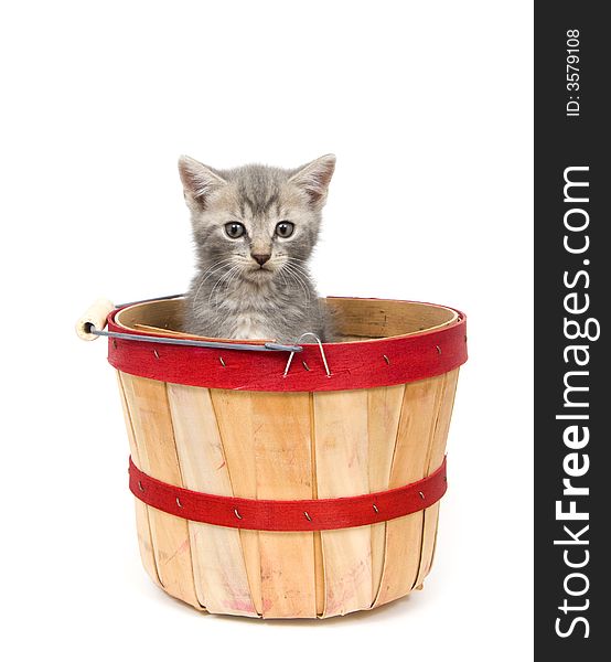 A gray kitten sits inside of an apple basket on white background. A gray kitten sits inside of an apple basket on white background