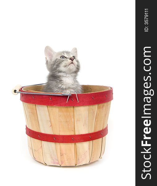 A kitten looks up while sitting in a produce basket on white background. A kitten looks up while sitting in a produce basket on white background