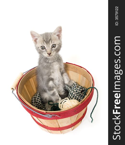 A gray kitten leans back and looks up in a produce basket on white background. A gray kitten leans back and looks up in a produce basket on white background