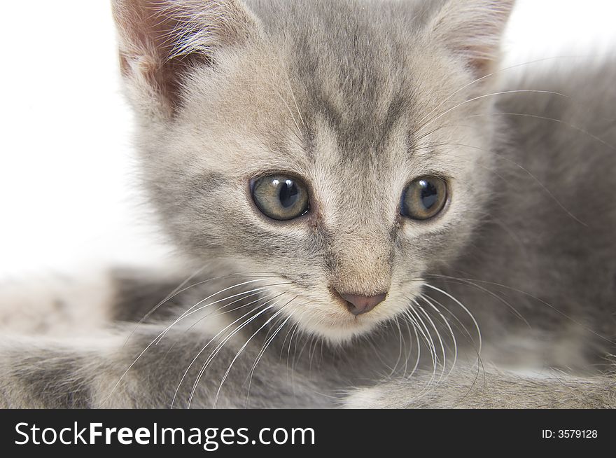 The face of a gray kitten. The face of a gray kitten.