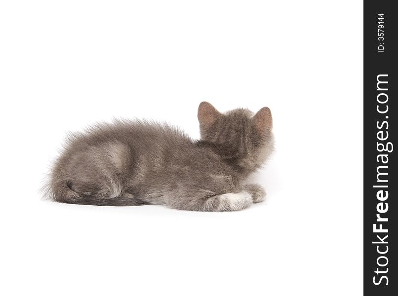 The back side of a gray kitten as it looks towards the background. The back side of a gray kitten as it looks towards the background.