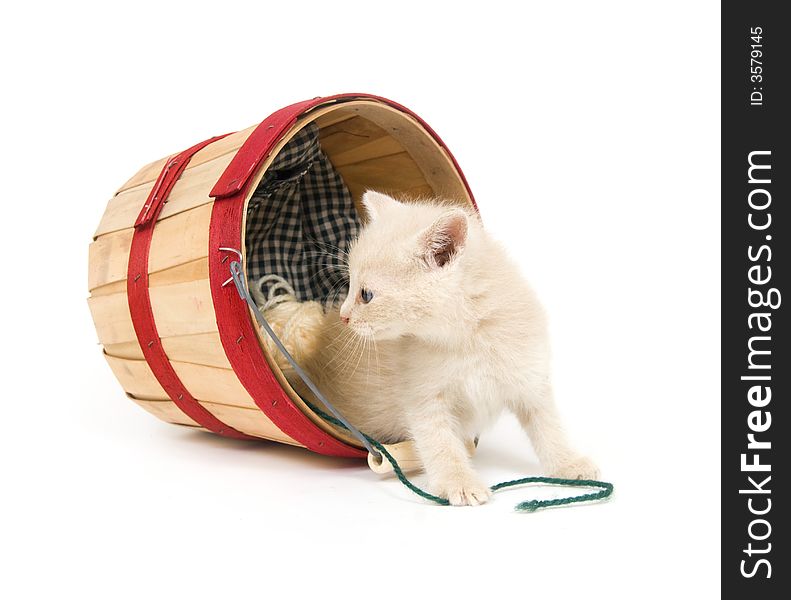 A yellow kitten plays in a produce countainer on white background. A yellow kitten plays in a produce countainer on white background